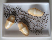 Cyphoma gibbosum Linné, 1758 v krabičce